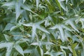 American sweetgum leaves