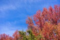 American sweetgum Liquidambar styraciflua autumn colored trees on a blue sky background; fall concept Royalty Free Stock Photo