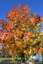 American sweetgum Liquidambar styraciflua tree autumn leaves.