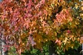 American sweetgum Liquidambar styraciflua tree autumn leaves.