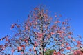 American sweetgum Liquidambar styraciflua tree autumn leaves.