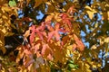 American sweetgum Liquidambar styraciflua tree autumn leaves.