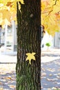 American sweetgum Liquidambar styraciflua tree autumn leaves.