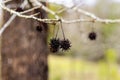 American sweetgum (Liquidambar styraciflua) Royalty Free Stock Photo