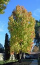 Mature American sweetgum (Liquidambar styraciflua) tree.