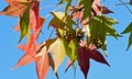 American sweetgum (Liquidambar styraciflua) tree leaves and seed pod.s. Royalty Free Stock Photo