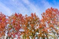 American sweetgum Liquidambar styraciflua trees turning bright orange and red during fall; sunny day with blue sky background; Royalty Free Stock Photo
