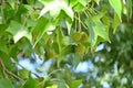 American sweetgum ( Liquidamber styraciflua ) fruits.