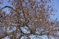 American sweetgum tree with fruits