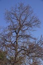 American sweetgum tree with fruits