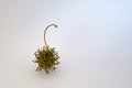 American Sweetgum Tree Seed Pod
