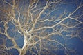 American Sycamore