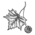 Vector hand drawn sketch of American sycamore or western plane twig with fruit and leaf in black isolated on white background.