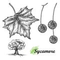 Vector hand drawn sketch of American sycamore or western plane leaf, fruit and tree in black isolated on white background.