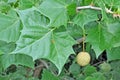 Tree Identification: American Sycamore Tree Leaf