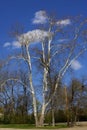 American Sycamore 822018