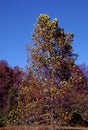 American Sycamore Tree   34689