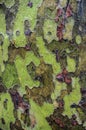 American Sycamore tree bark