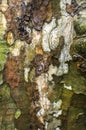 American Sycamore tree bark