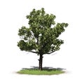 American Sycamore tree on a grass area