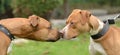 American terriers Royalty Free Stock Photo