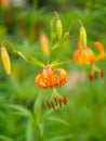 American tiger lily, Lilium superbum. Garden flowers in Scotland