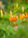 American tiger lily, Lilium superbum. Garden flowers in Scotland