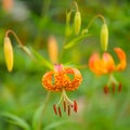 American tiger lily, Lilium superbum. Garden flowers in Scotland