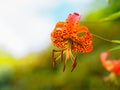 American tiger lily, Lilium superbum. Garden flowers in Scotland