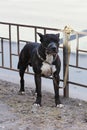 American Tiger Pit Bull Terrier is tied to the fence and expects the owners near the store.