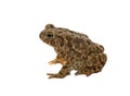 American Toad Royalty Free Stock Photo