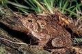 American Toad