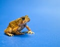 American Toad