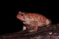 American Toad - Isolated - Black background Royalty Free Stock Photo
