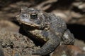 American Toad (Anaxyrus americanus) Royalty Free Stock Photo