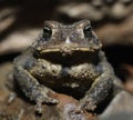 American Toad (Anaxyrus americanus) Royalty Free Stock Photo