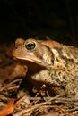 American Toad (Anaxyrus americanus) Royalty Free Stock Photo