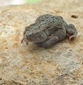 American Toad, Anaxyrus americanus Royalty Free Stock Photo