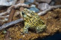 american toad big amphibian monster frog ecosystem Royalty Free Stock Photo