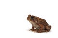 American Toad (Bufo americanus) Royalty Free Stock Photo