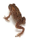 American Toad (Bufo americanus)