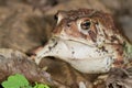American toad (Bufo americanus). Royalty Free Stock Photo