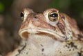 American toad (Bufo americanus) Royalty Free Stock Photo