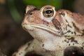 American toad (Bufo americanus). Royalty Free Stock Photo