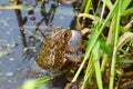 American Toad (Bufo americanus) Royalty Free Stock Photo