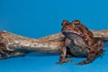 American Toad (Bufo americanus) Royalty Free Stock Photo