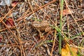American Toad (Bufo americanus) blending his colors with the ground Royalty Free Stock Photo