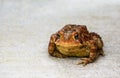 American toad close up on light grey background Royalty Free Stock Photo