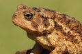 American Toad Bufo americanus Royalty Free Stock Photo