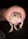 American Toad Frog Royalty Free Stock Photo